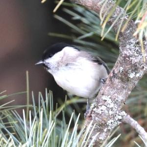 Willow Tit