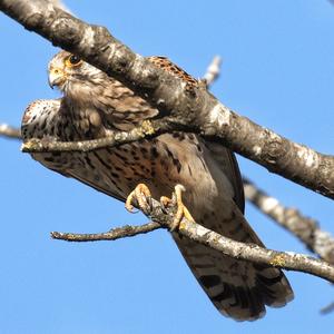 Common Kestrel