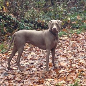 Weimaraner