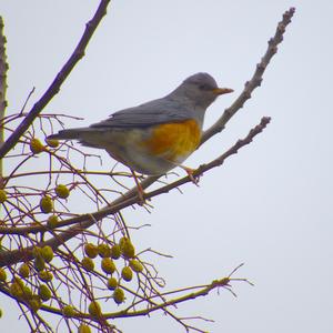 Grey-backed Thrush