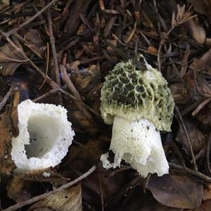 Stinkhorn, Common