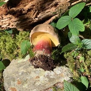 Satan`s Bolete