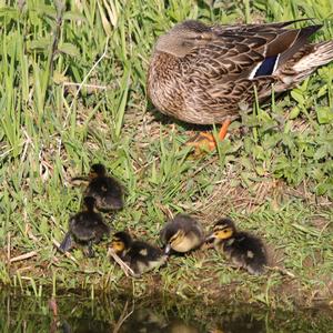 Mallard