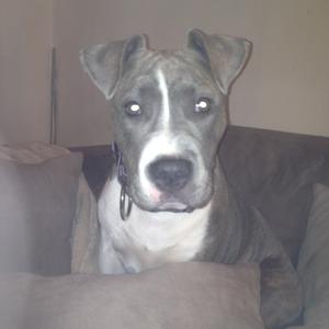 American Staffordshire Terrier