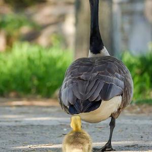 Canada Goose