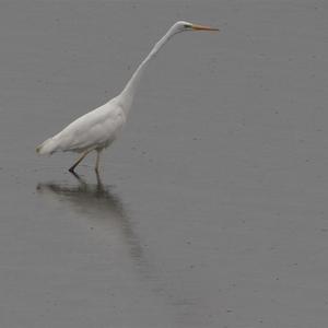 Great Egret