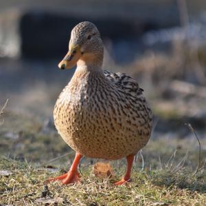 Mallard