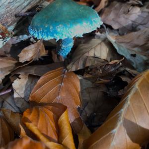 Blue-green Stropharia