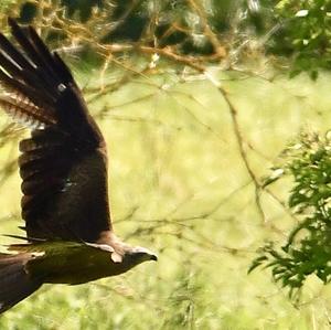 Western Marsh-harrier