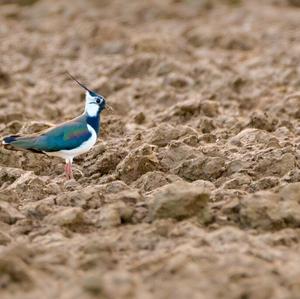 Northern Lapwing