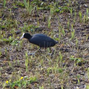 Common Coot