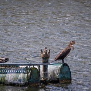 Great Cormorant