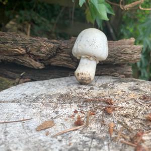 Horse Mushroom