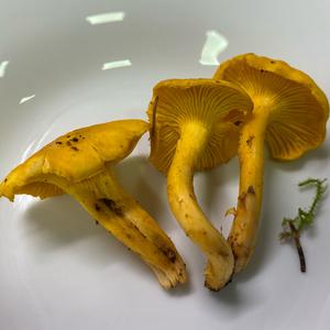 Chanterelle, Common