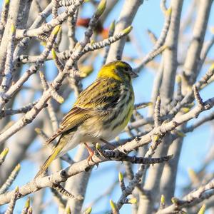 European Serin