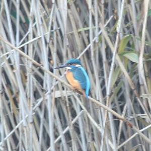 Common Kingfisher