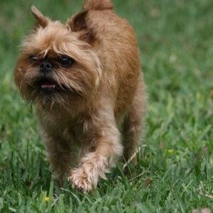 Brussels Griffon