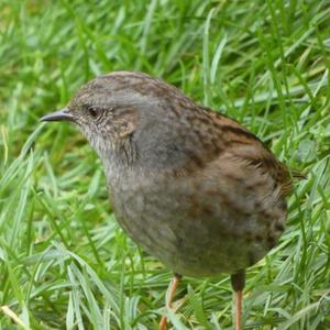 Hedge Accentor