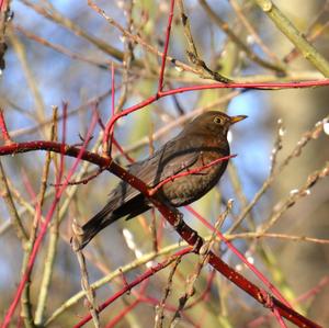 Eurasian Blackbird