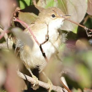 Eurasian Reed-warbler