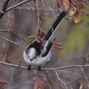 Long-tailed Tit