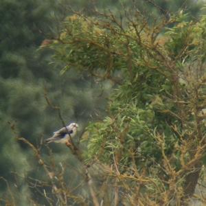 Black-winged Kite