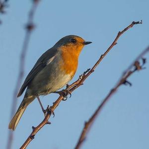 European Robin