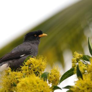 White-vented Myna