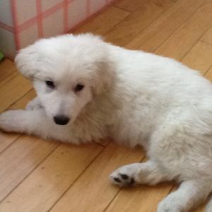 Berger Blanc Suisse