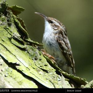 Short-toed Treecreeper