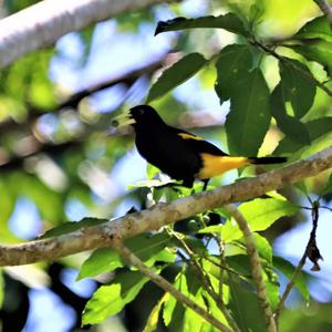 Yellow-rumped Cacique