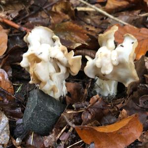 Fluted White Helvella