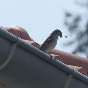 House Sparrow