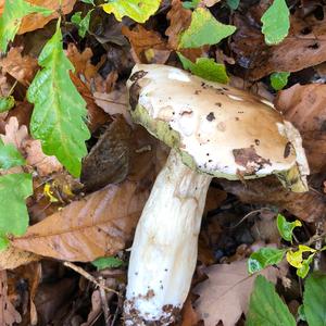 King Bolete