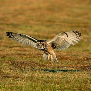 Short-eared Owl