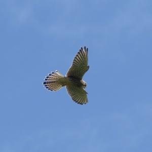 Common Kestrel