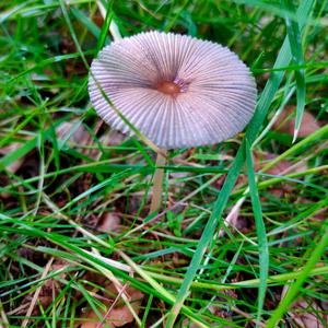 Little Japanese Umbrella