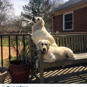 Unknown Breed