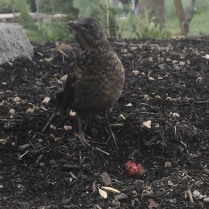 Eurasian Blackbird