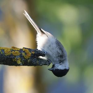 Marsh Tit