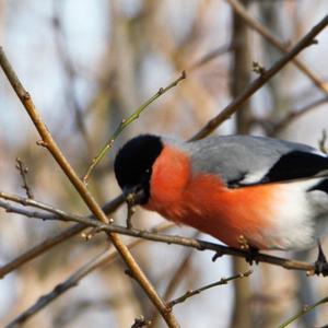 Eurasian Bullfinch