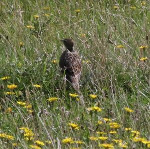 Eurasian Skylark