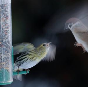 Eurasian Siskin