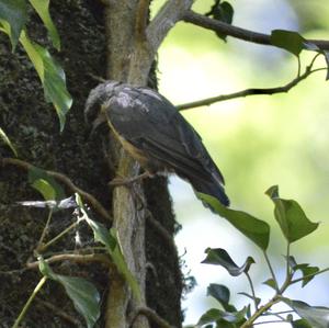 Wood Nuthatch