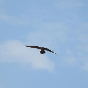 Red-footed Falcon