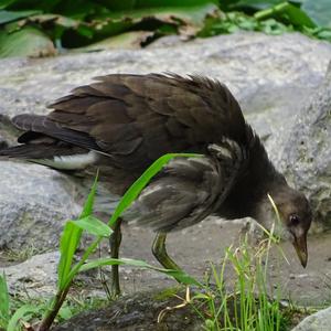 Common Moorhen