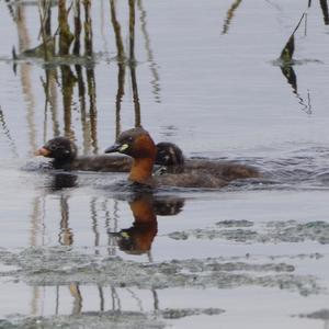 Little Grebe