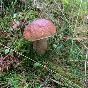 King Bolete