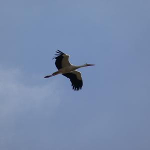 White Stork