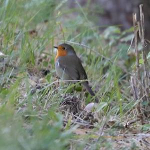 European Robin